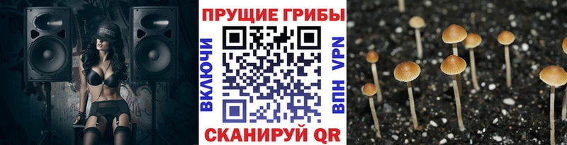 купить   Кинешма  OMG ссылка  Псилоцибиновые грибы GOLDEN TEACHER 